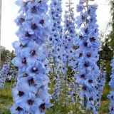 Kada presaditi višegodišnji delfinium